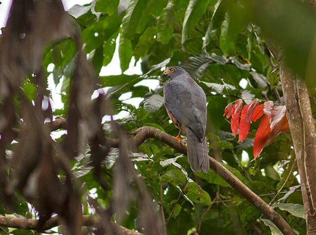 Moluccan Goshawk - ML377962671