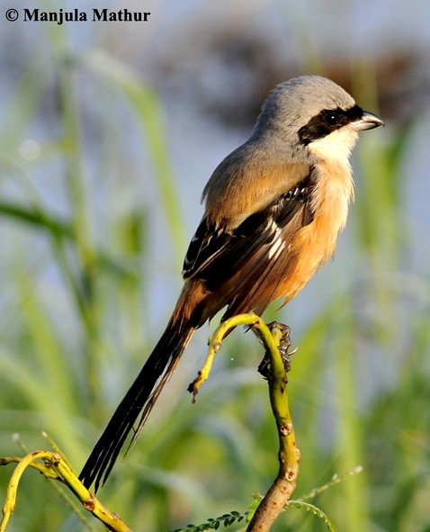 Long-tailed Shrike (erythronotus/caniceps) - ML377963801