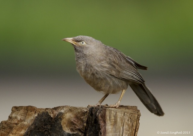 Jungle Babbler - ML377965901