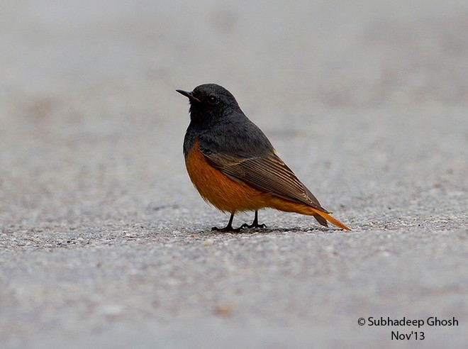 Black Redstart (Eastern) - ML377965961