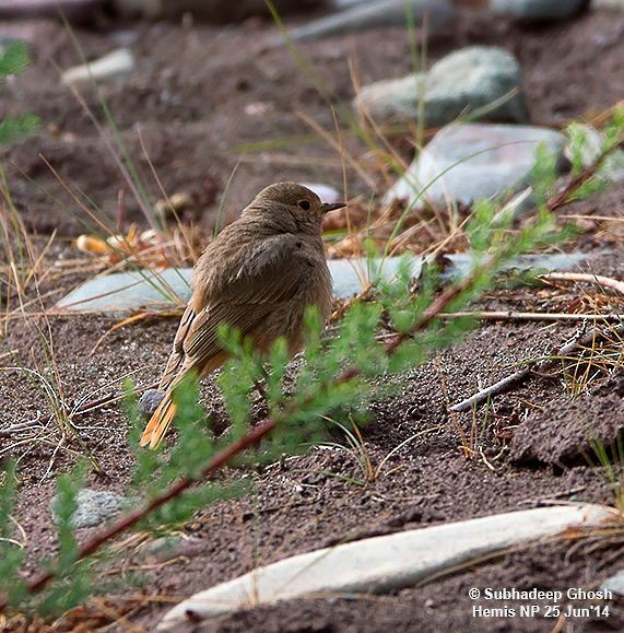 Black Redstart (Eastern) - ML377965981