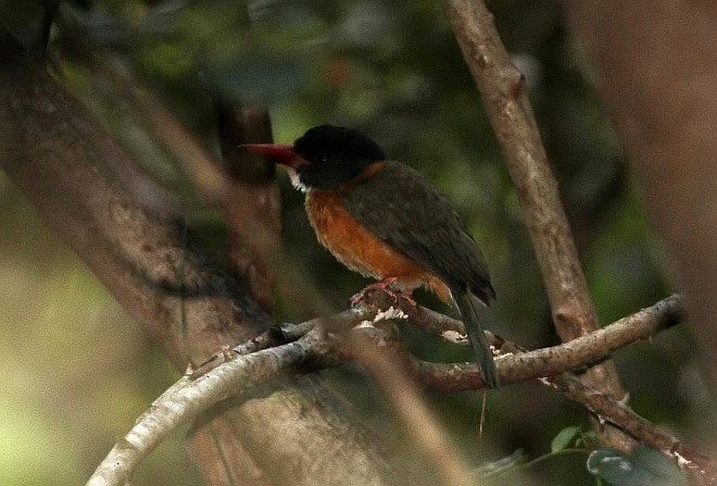 Green-backed Kingfisher (Black-headed) - ML377966141