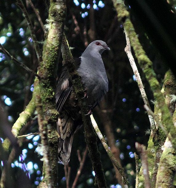 Sombre Pigeon - ML377966281