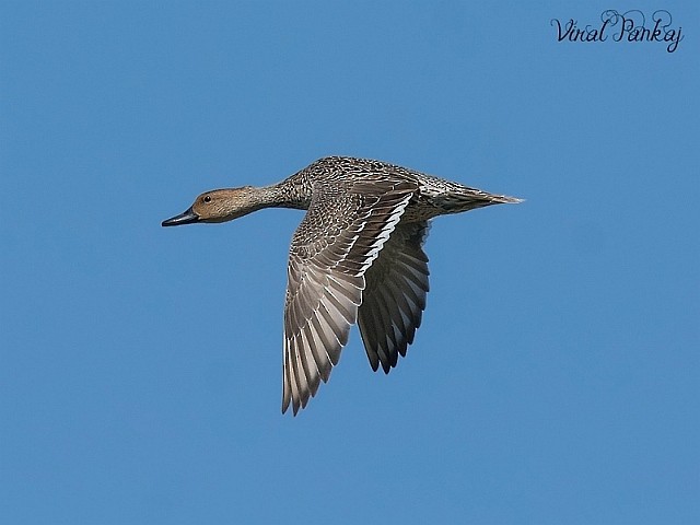 Northern Pintail - ML377967911