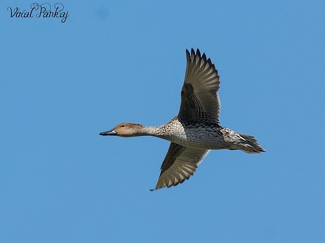 Northern Pintail - ML377967921