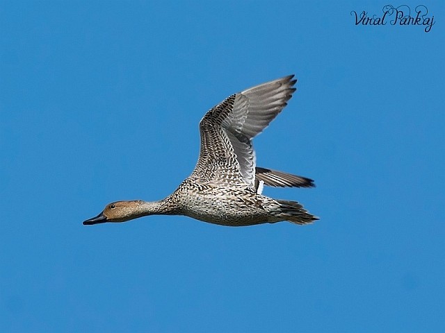 Northern Pintail - ML377967971