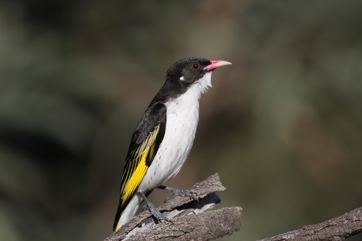 Painted Honeyeater - Chris Wiley