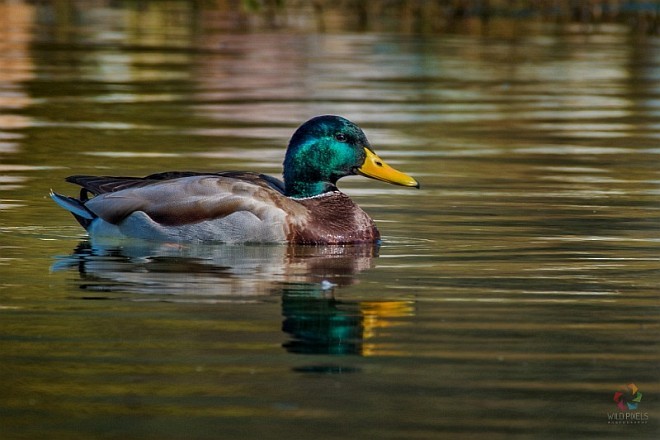 Mallard - Prashant Kumar