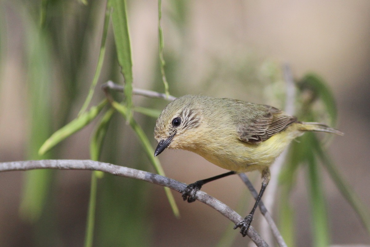 Yellow Thornbill - Chris Wiley