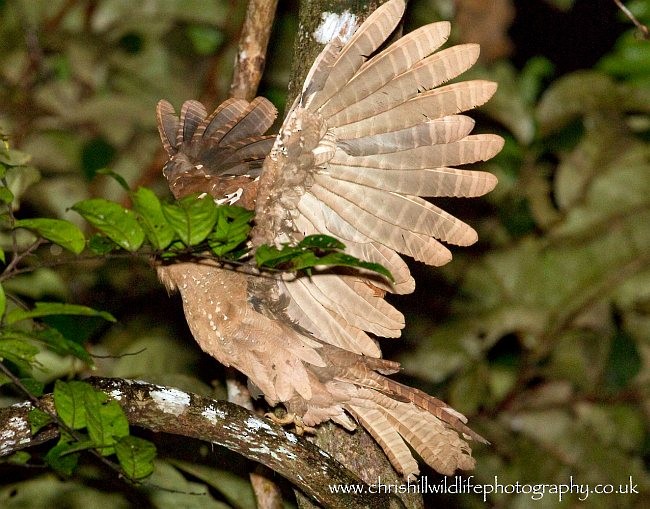 Large Frogmouth - ML377969041