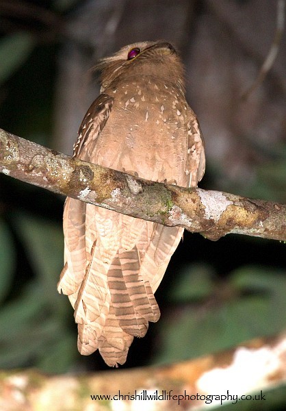 Large Frogmouth - ML377969081
