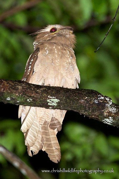 Large Frogmouth - ML377969101