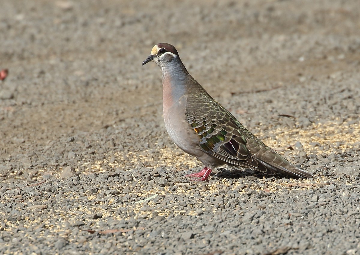 Common Bronzewing - Michael Rutkowski