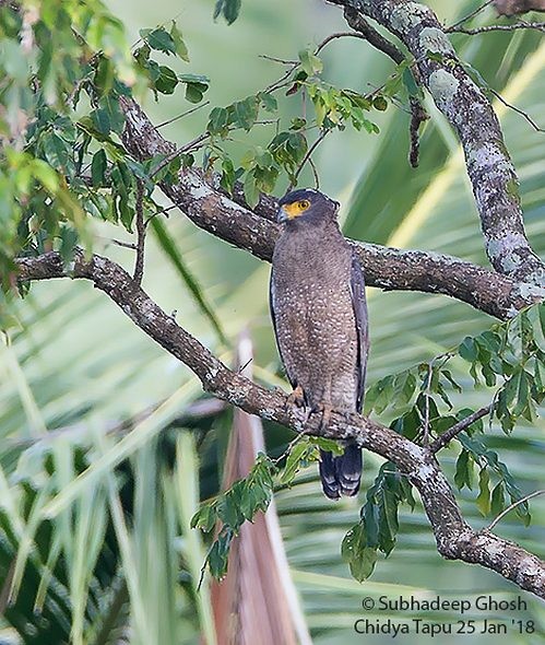 Crested Serpent-Eagle (Andaman) - ML377969191