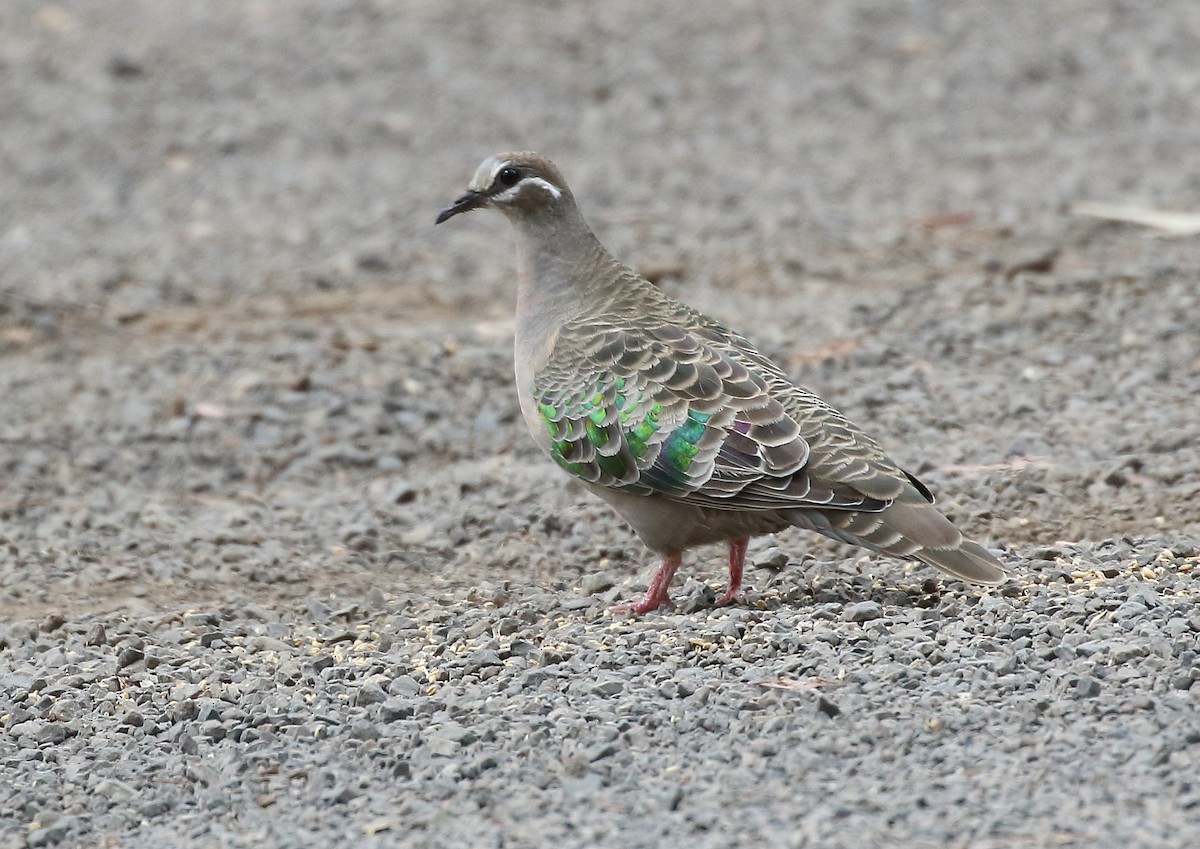 Common Bronzewing - ML37796941