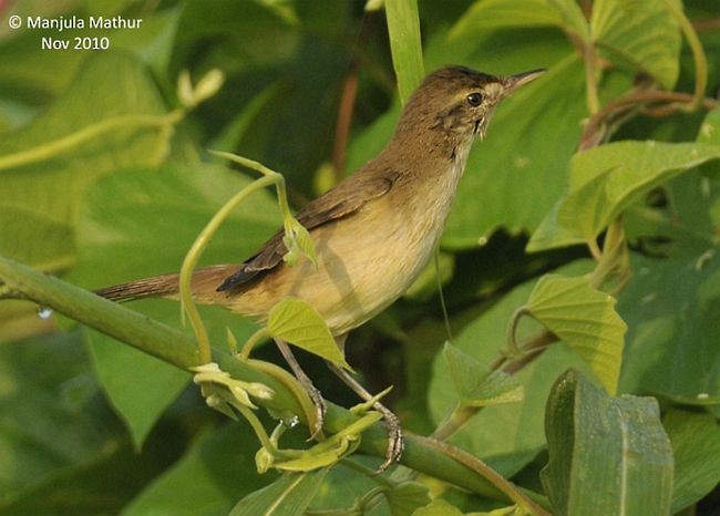 Blyth's Reed Warbler - ML377969421