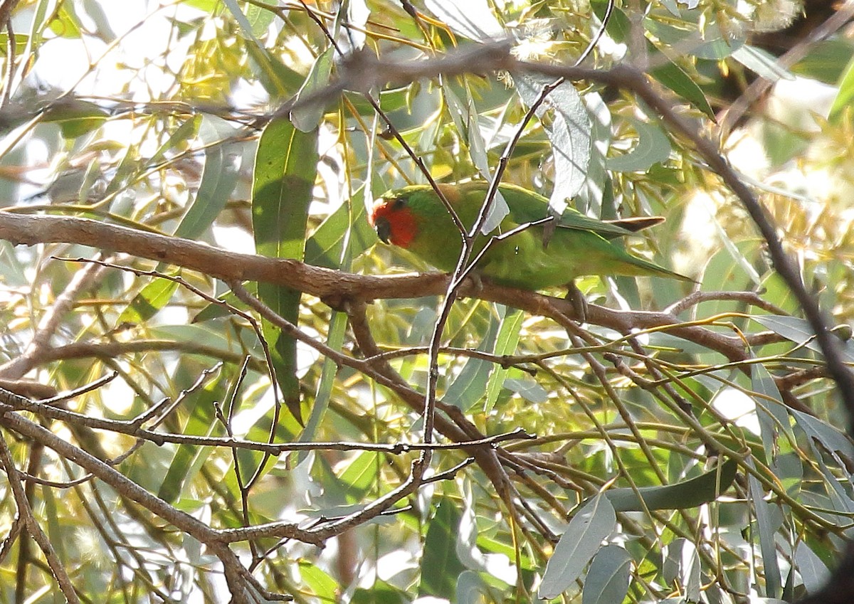 Little Lorikeet - ML37797001