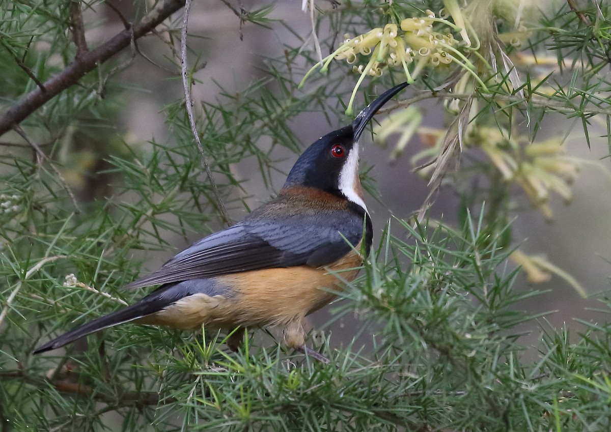 Eastern Spinebill - ML37797031