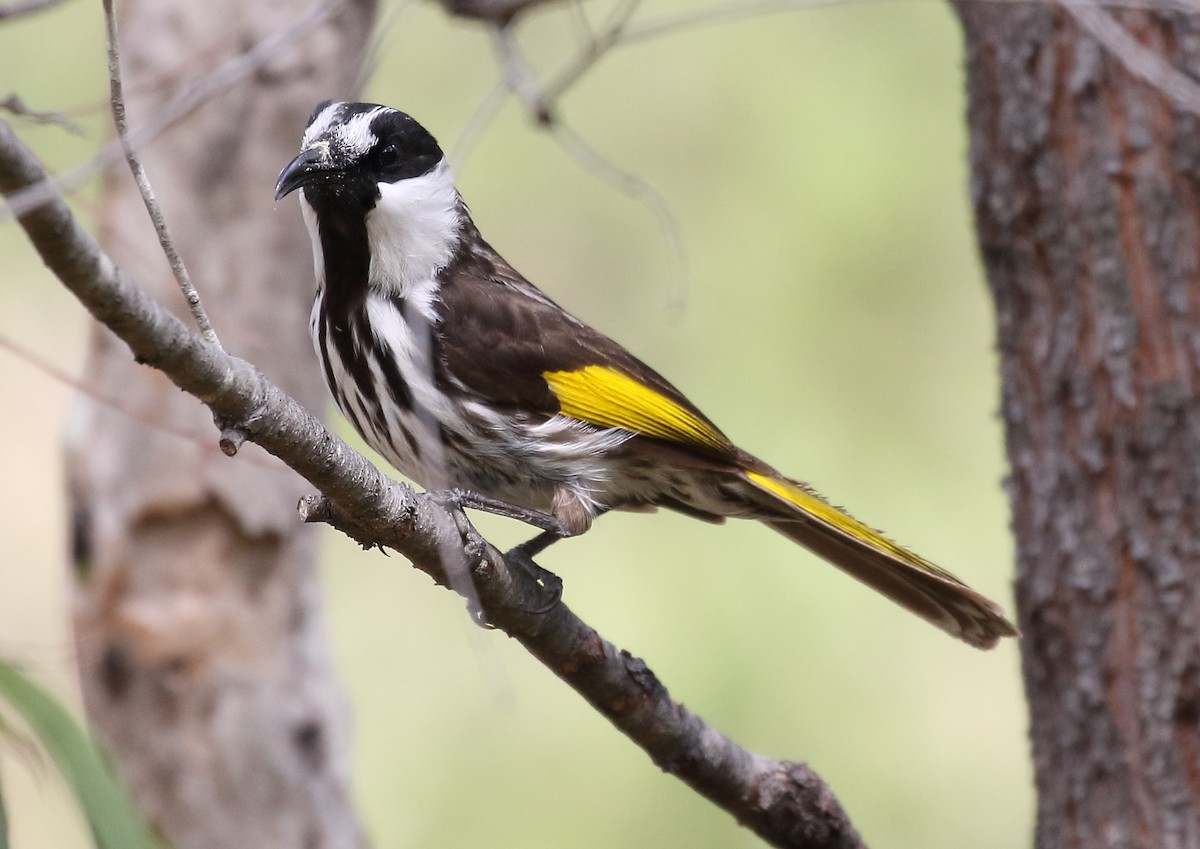 White-cheeked Honeyeater - ML37797081