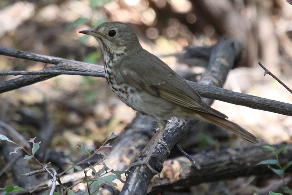 Hermit Thrush - ML377971191