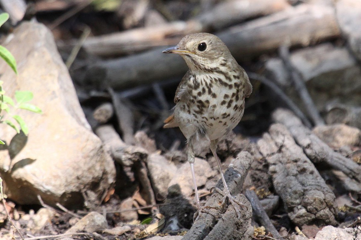 Hermit Thrush - ML377971221