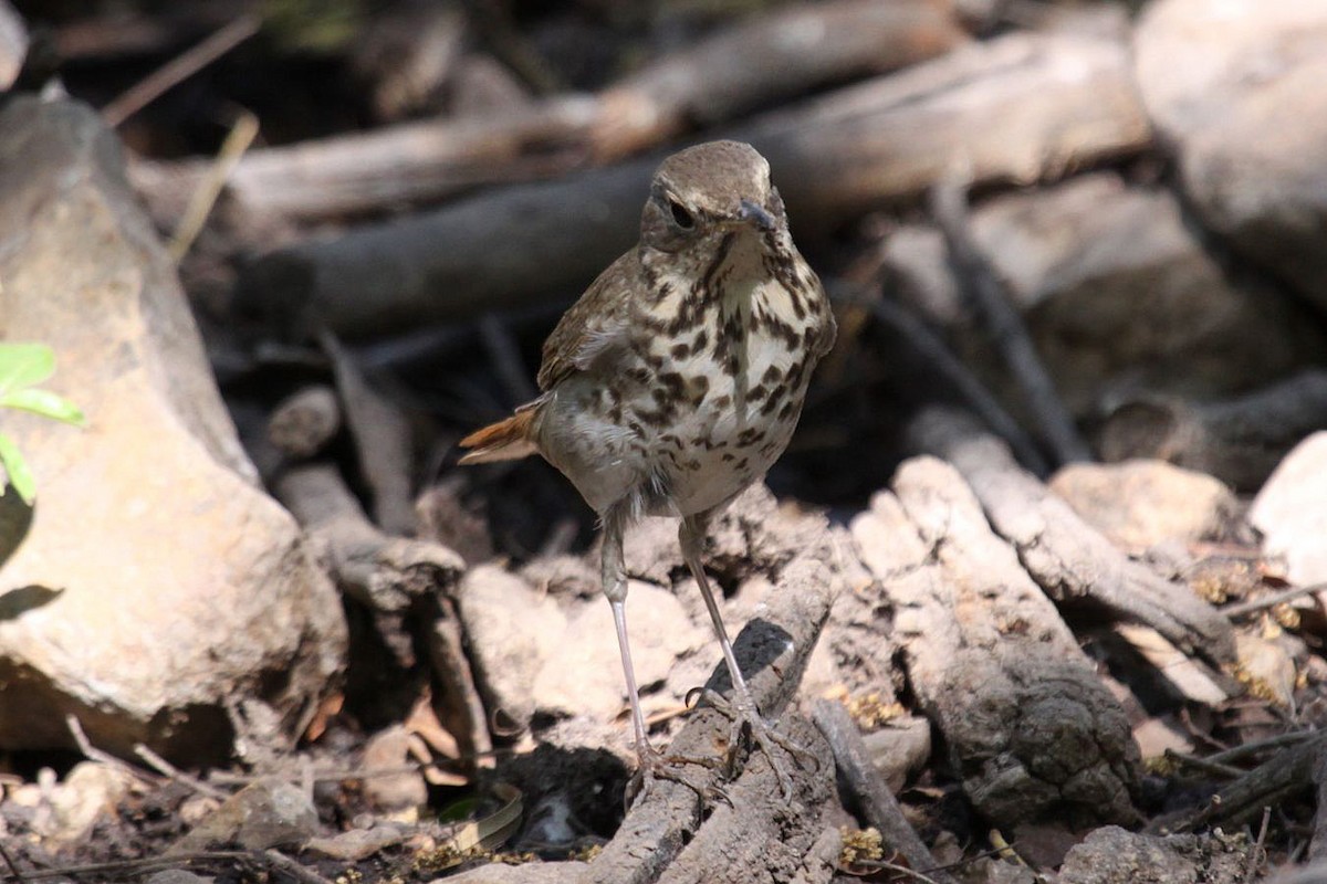 Hermit Thrush - ML377971261