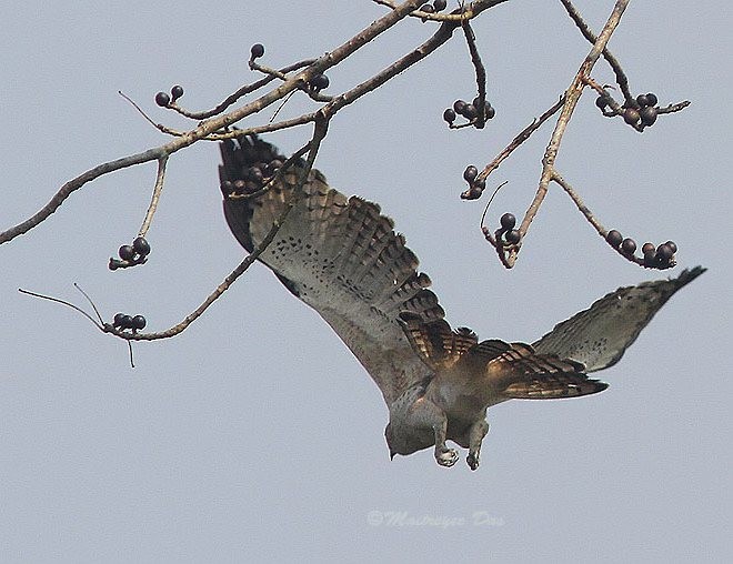 Indienhaubenadler [limnaeetus-Gruppe] - ML377971301