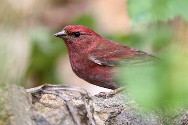 Blanford's Rosefinch - ML377971871