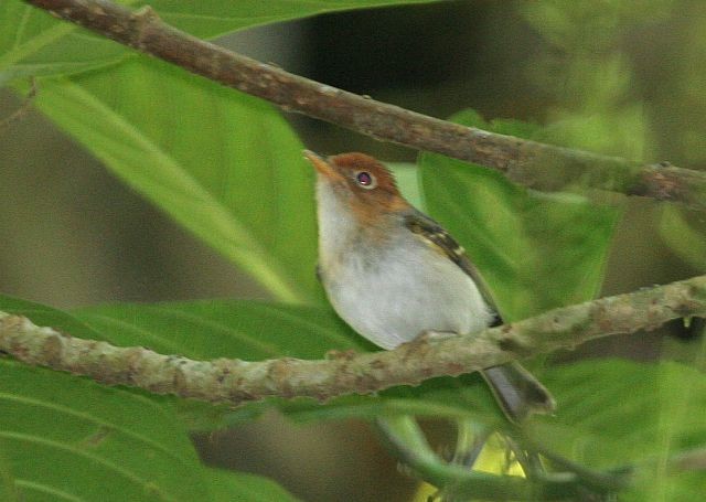 Sunda Warbler (Javan) - ML377972351