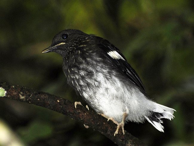 Spotted Forktail - ML377972671