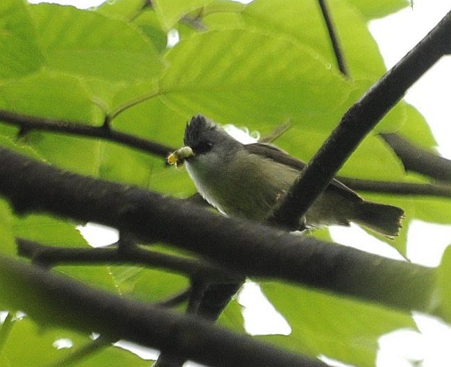 Black-chinned Yuhina - ML377972681