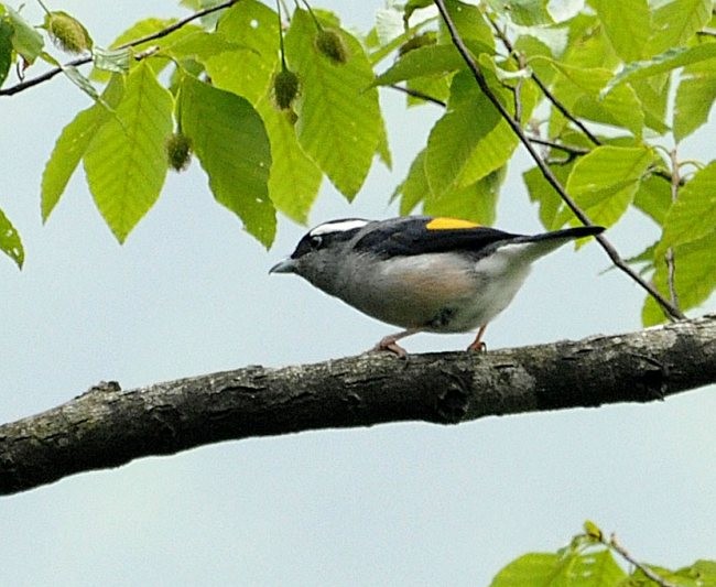 White-browed Shrike-Babbler (Gray-breasted) - ML377972691