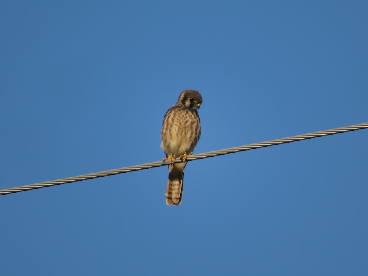 American Kestrel - ML377972821