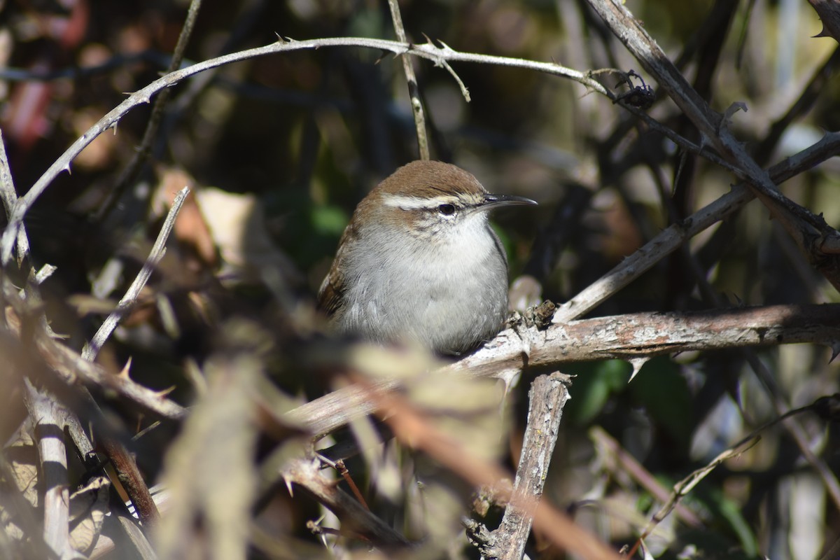 Bewick's Wren - ML377973281