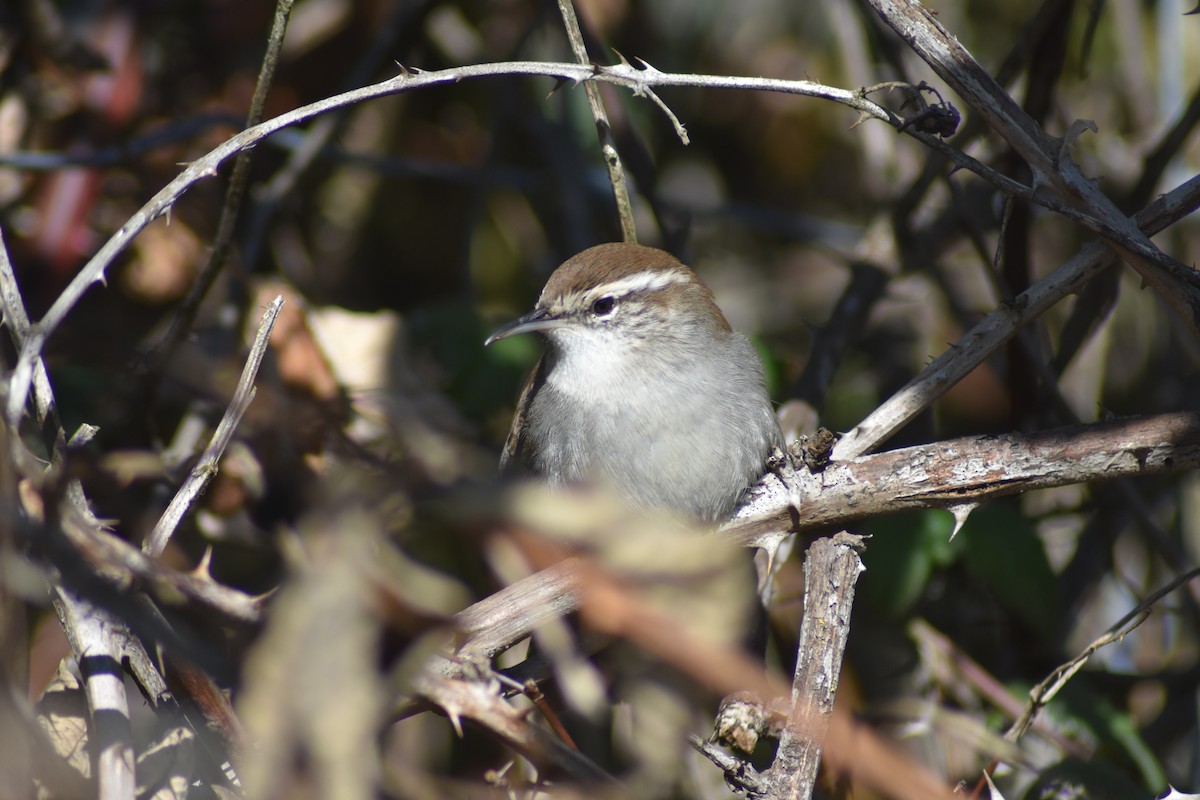 Bewick's Wren - ML377973301