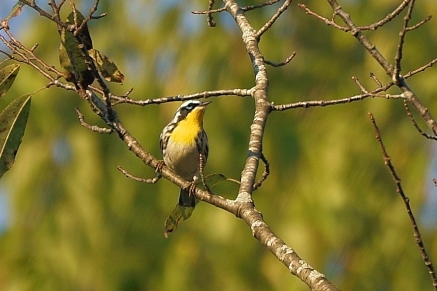 Yellow-throated Warbler - ML377973521