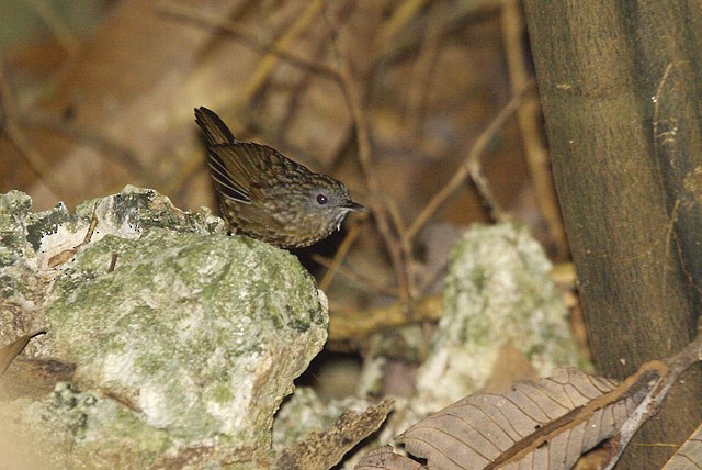 Streaked Wren-Babbler - ML377974031