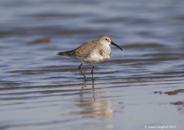 Curlew Sandpiper - Sunil Singhal