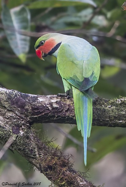 Long-tailed Parakeet (Andaman) - ML377975111