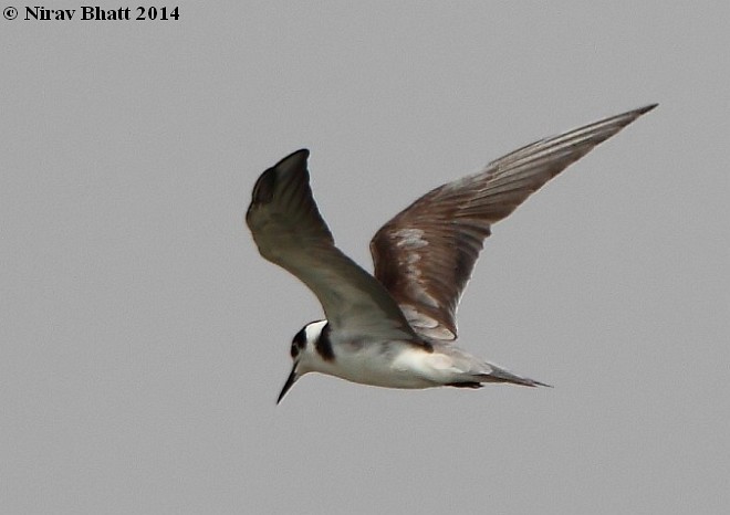 Хилэн хараалай - ML377975661