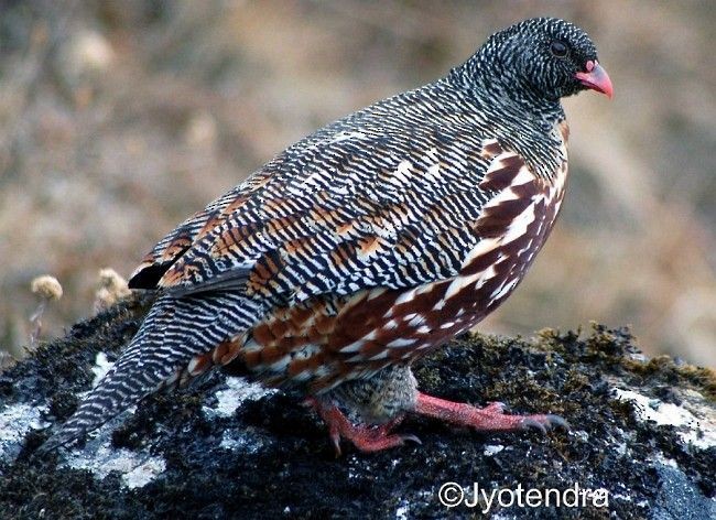 sherpahøne - ML377976191