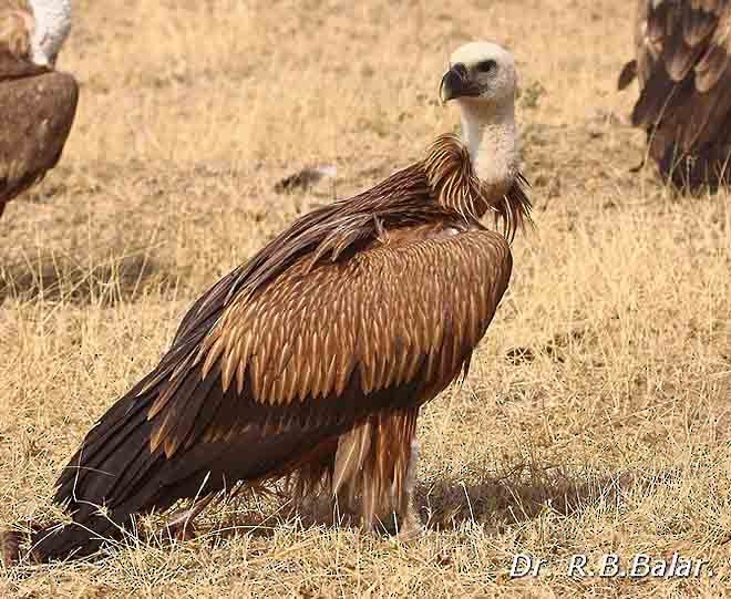 Eurasian Griffon - ML377977371