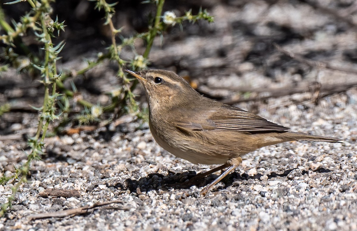 Dusky Warbler - ML377977491