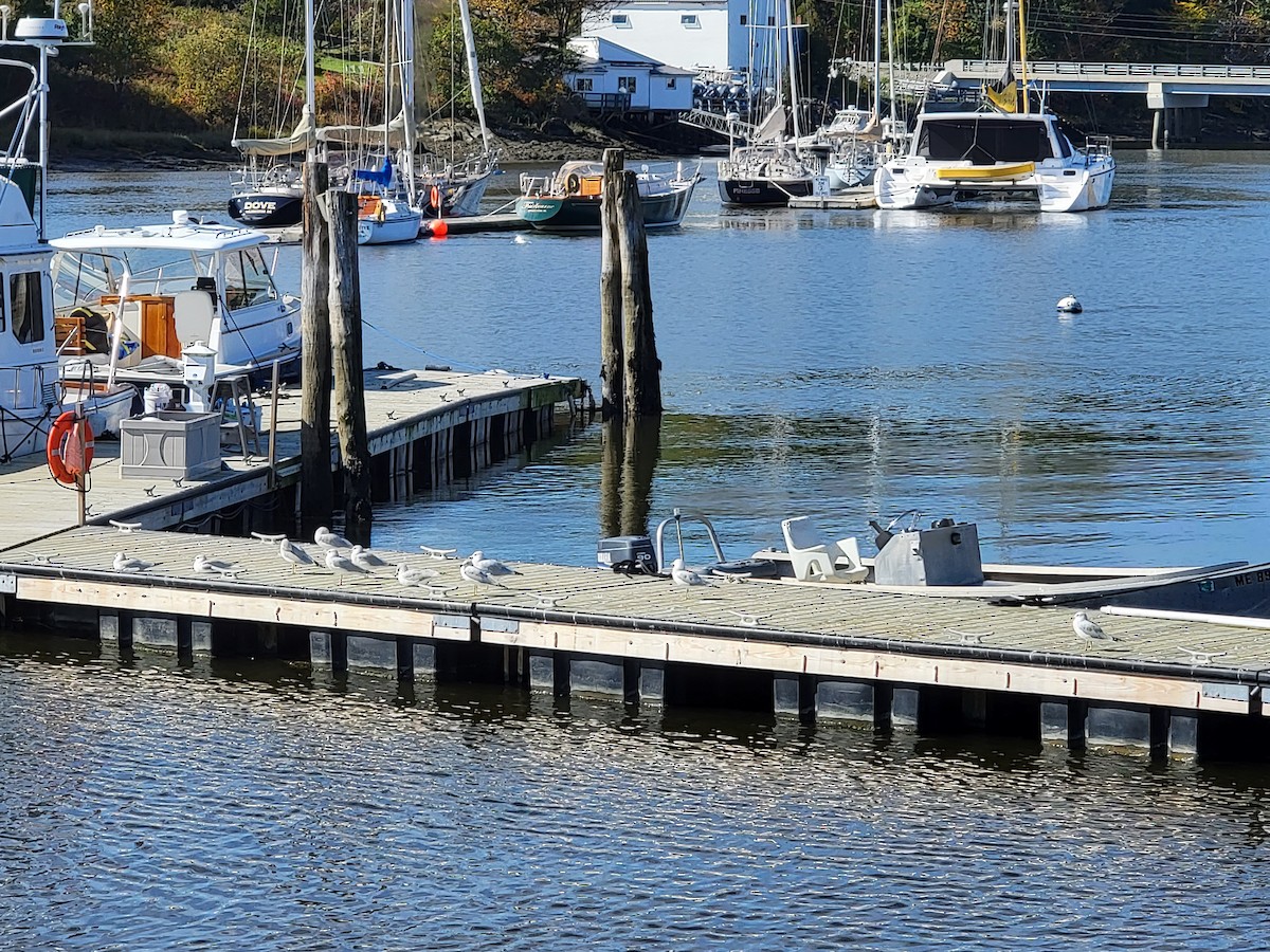 Ring-billed Gull - ML377977671