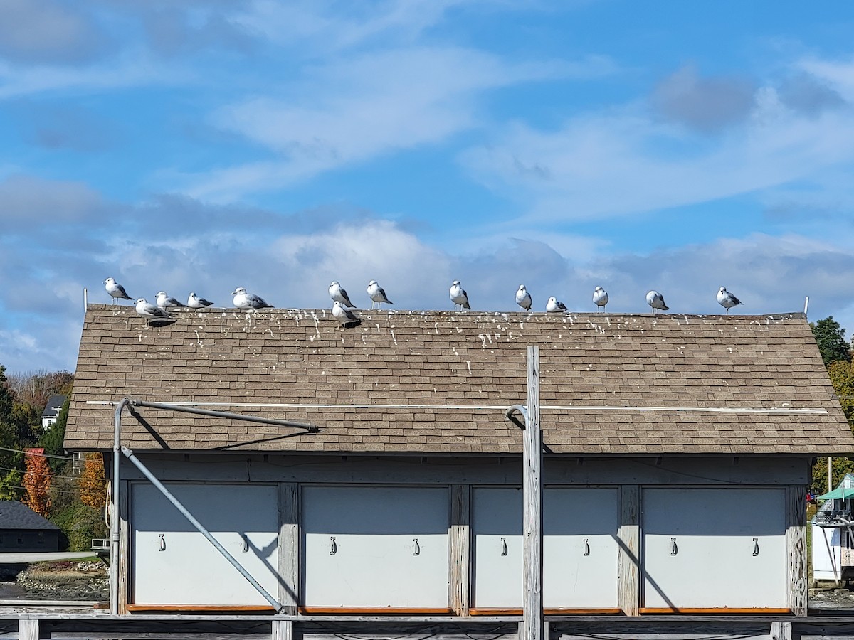 Ring-billed Gull - ML377977681