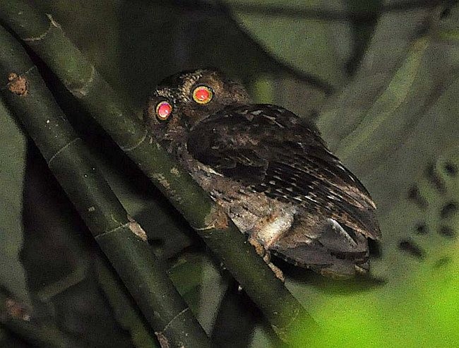 Banggai Scops-Owl - ML377979581