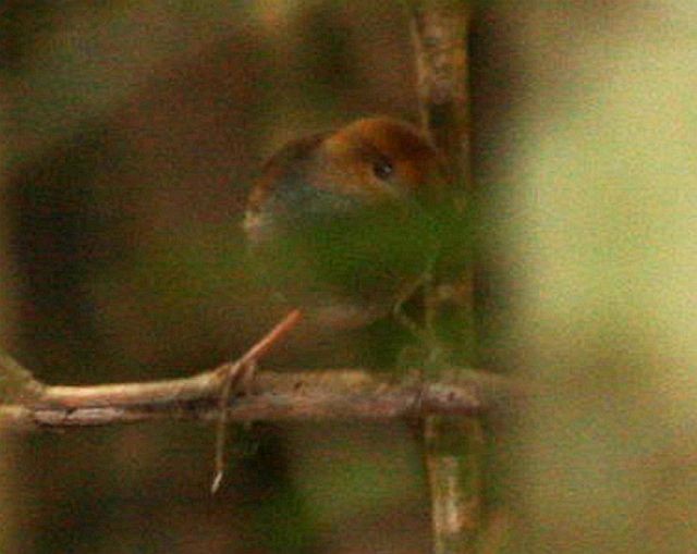 Russet-capped Tesia - Chris Gooddie