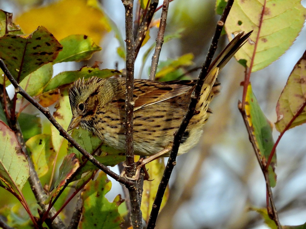 Lincoln's Sparrow - ML377980361