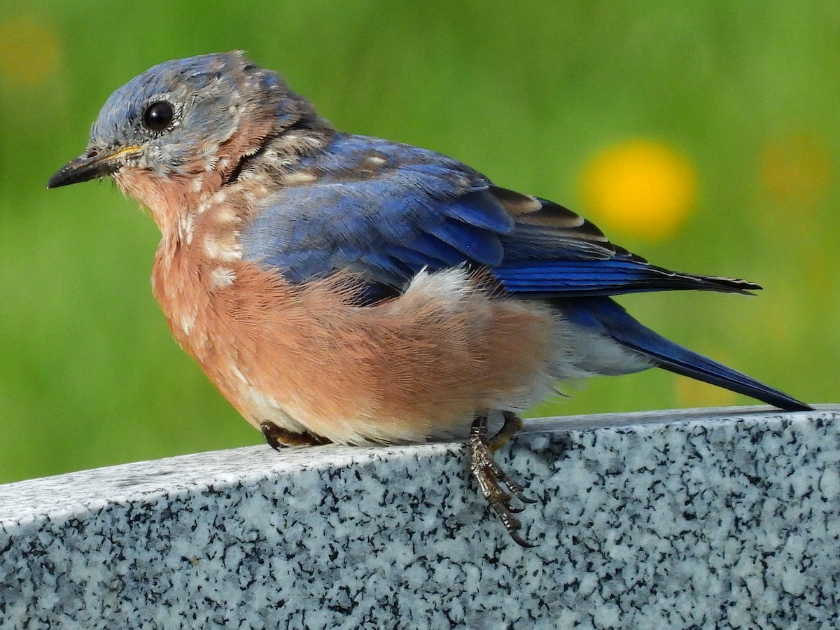 Eastern Bluebird - ML377980631