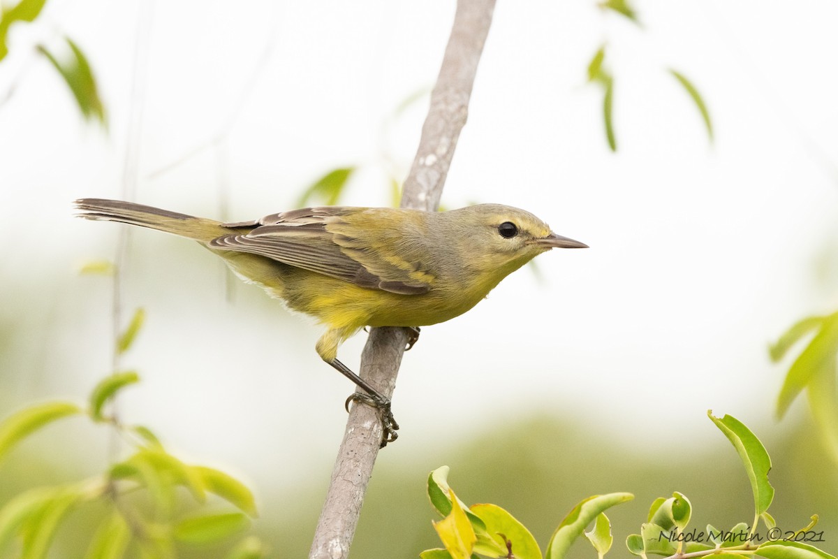 Vitelline Warbler - ML377980721